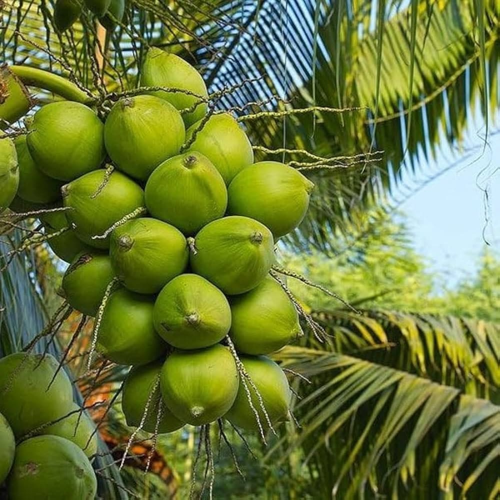 Coconut Supplier