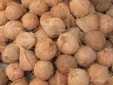 Sell Semi Husked Coconut