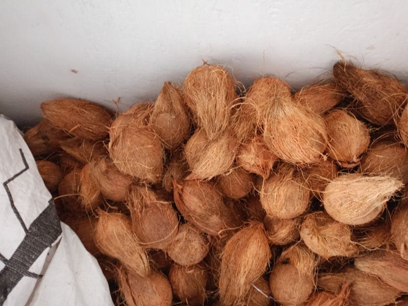 INDONESIA SEMI HUSKED COCONUT