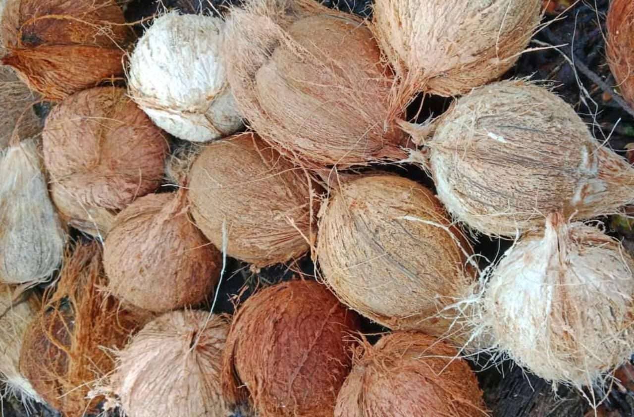 SEMI HUSKED COCONUT FOB PRICE