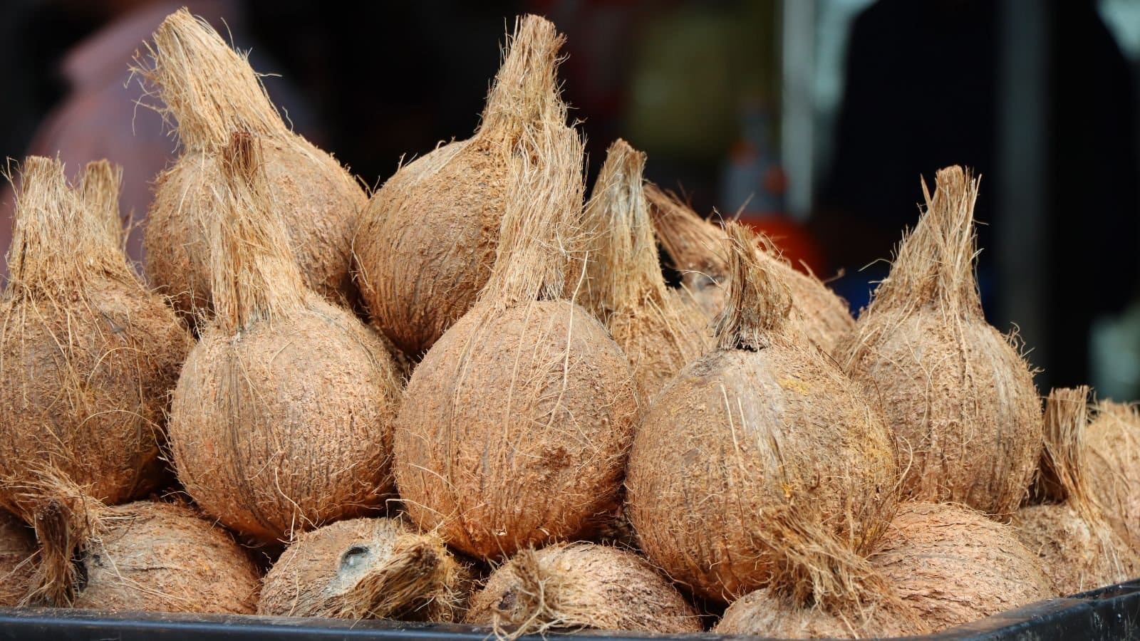 INDONESIA SEMI HUSKED COCONUT