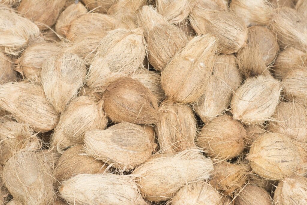 INDONESIA SEMI HUSKED COCONUT