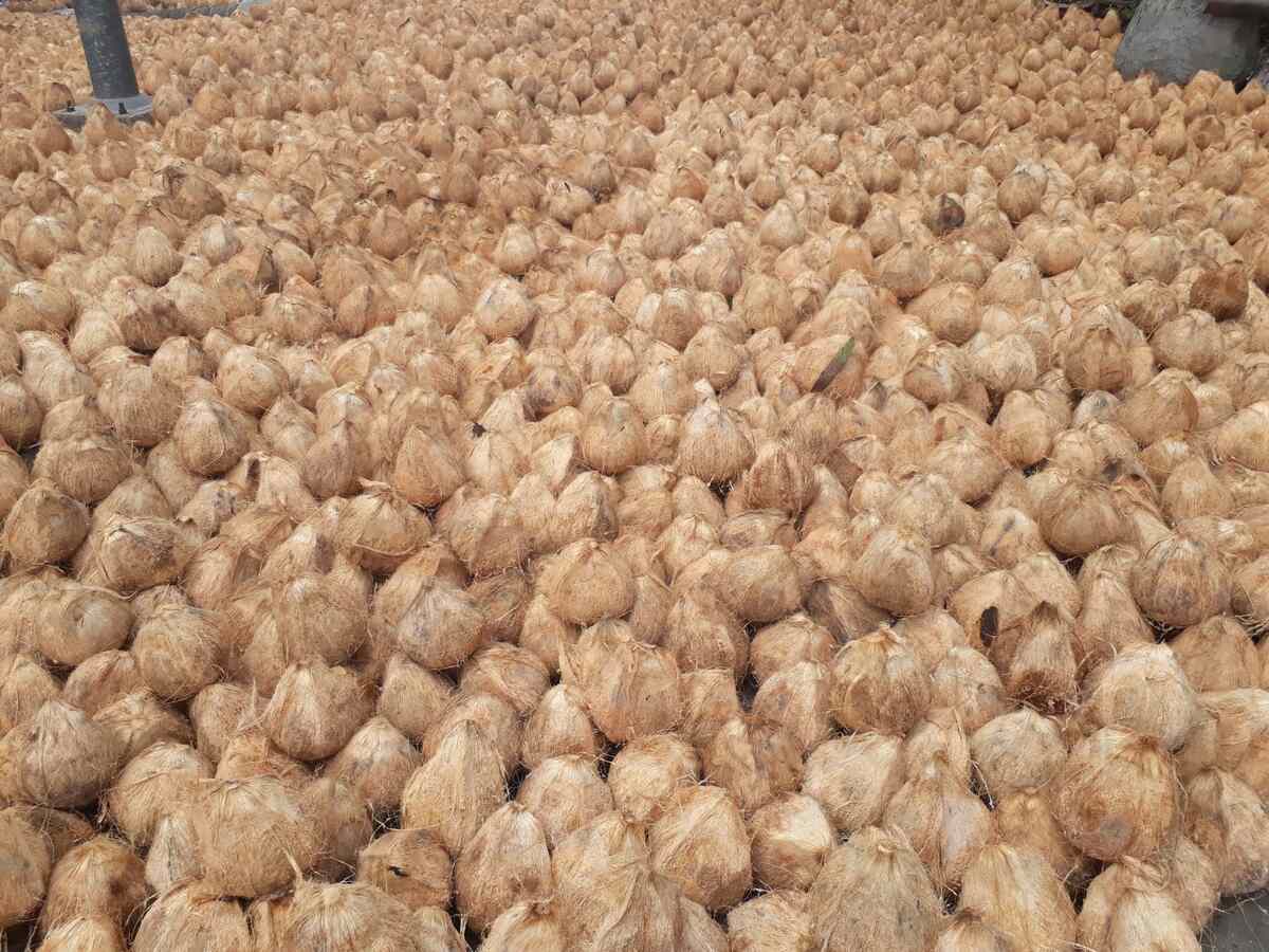 SEMI HUSKED COCONUT