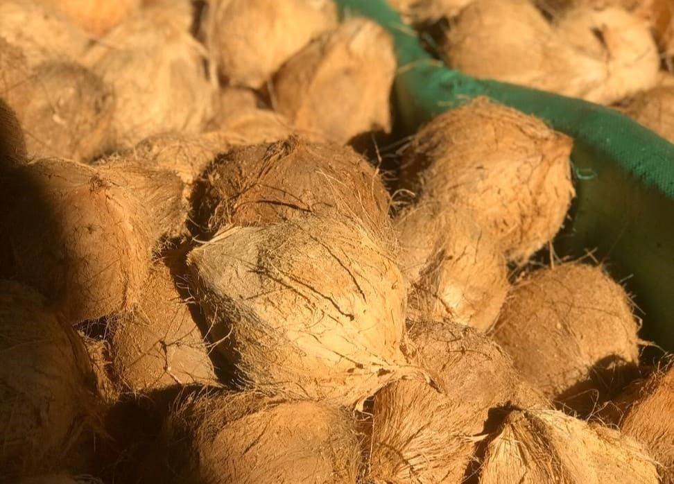 SEMI HUSKED COCONUT EXPORT TO CHINA