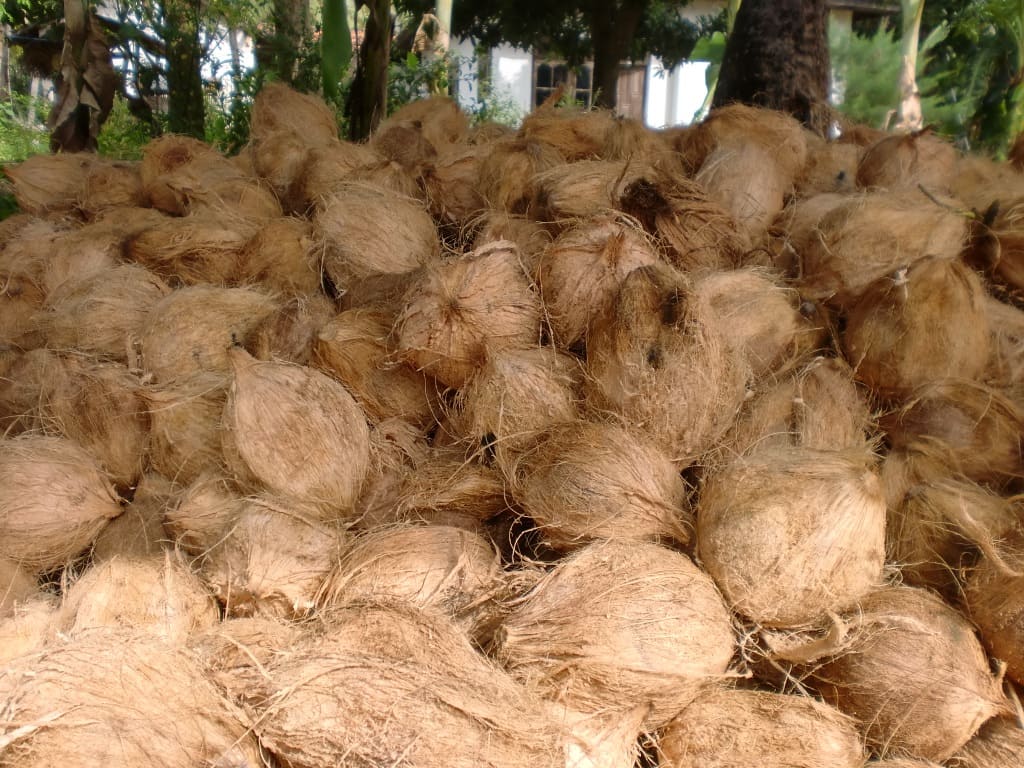 INDONESIA SEMI HUSKED COCONUT