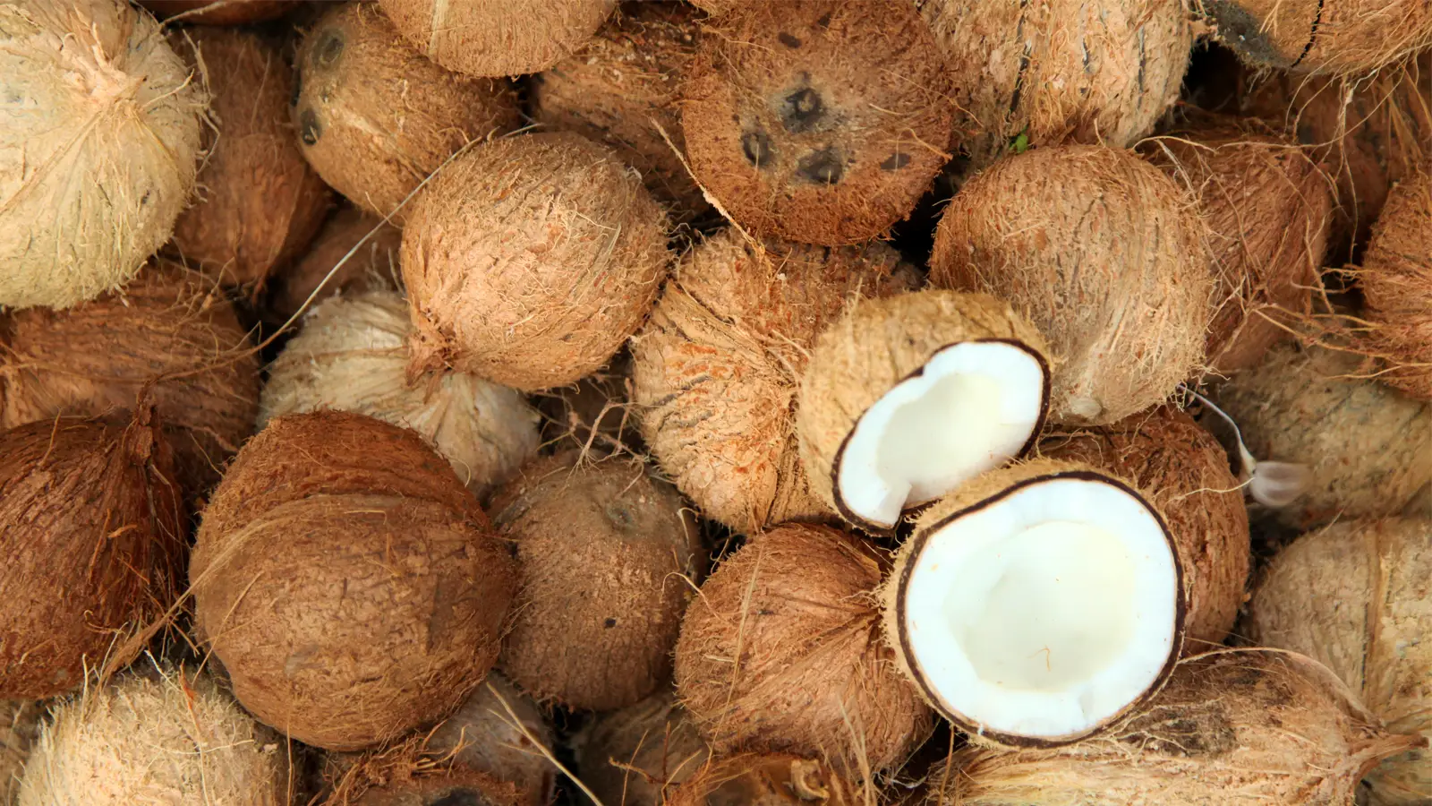 INDONESIA SEMI HUSKED COCONUT